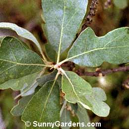 Quercus douglasii, Blue Oak