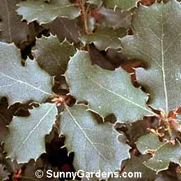 Quercus dumosa, Nuttall's Scrub Oak, California Scrub Oak