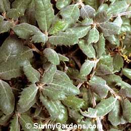 Quercus durata, Leather Oak