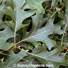Quercus ellipsoidalis, Northern Pin Oak, Jack Oak