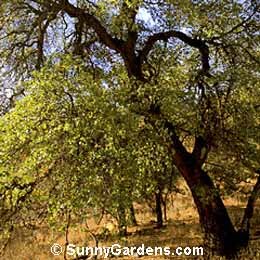 Quercus emoryi, Emory Oak