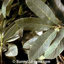 Quercus engelmannii, Englemann Oak, Mesa Oak