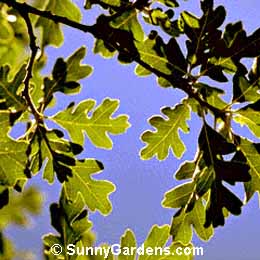 Quercus gambelii, Gambel Oak, Utah White Oak, Rocky Mountain White Oak
