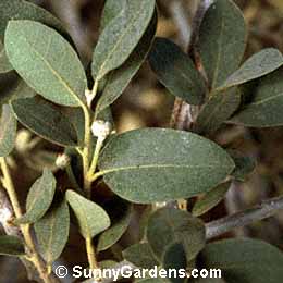 Quercus grisea, Oak