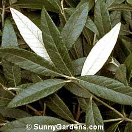 Quercus hypoleucoides, Silver-Leaf Oak, White-Leaf Oak