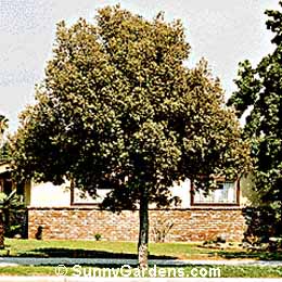 Quercus ilex, Holly Oak, Holm Oak