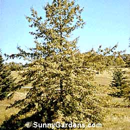 Quercus imbricaria, Laurel Oak, Shingle Oak