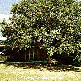Quercus laurifolia, Laurel Oak