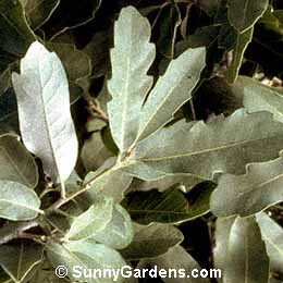 Quercus mohriana, Mohr Oak, Shin Oak