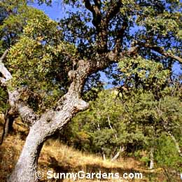 Quercus oblongifolia, Mexican Blue Oak