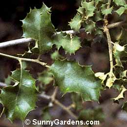 Quercus palmeri, Palmer's Oak
