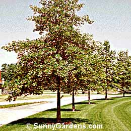 Quercus palustris, Pin Oak