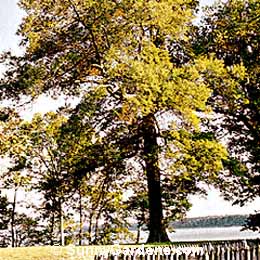 Quercus phellos, Willow Oak