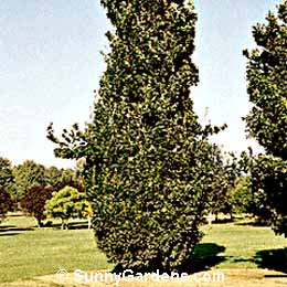 Quercus robur, English Oak, Truffle Oak