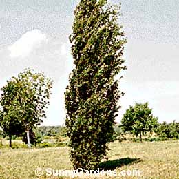 Quercus robur, Upright English Oak, Pyramid Oak