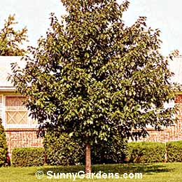 Quercus rubra, Northern Red Oak