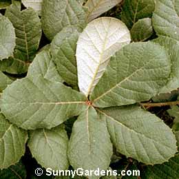 Quercus rugosa, Netleaf Oak