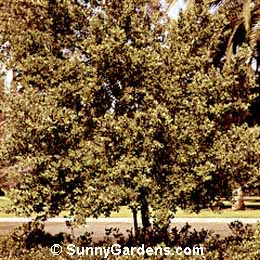 Quercus suber, Cork Oak