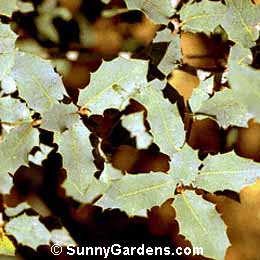 Quercus turbinella, Shrub Live Oak