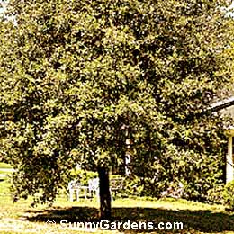 Quercus virginiana, Southern Live Oak