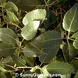 Quercus wislizenii, Interior Live Oak, Sierra Live Oak