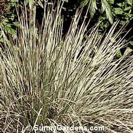 Helictotrichon sempervirens, Blue Oat Grass