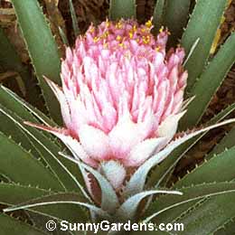 Ochagavia carnea, Ochagavia lindleyana