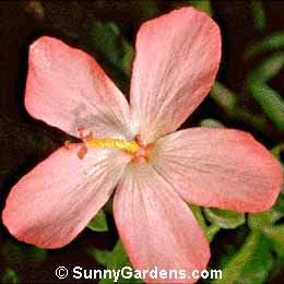 Abelmoschus moschatus, Musk Mallow, Hibiscus abelmoschus