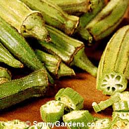 Abelmoschus esculentus, Okra, Gumbo, Lady's Fingers