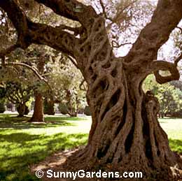 Olea europaea, Common Olive