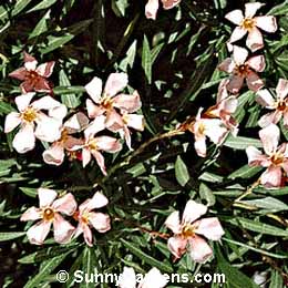 Nerium, Oleander