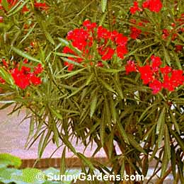 Nerium oleander, Oleander