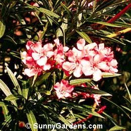 Nerium oleander, Oleander