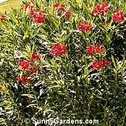 Nerium oleander, Oleander