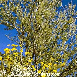 Olneya tesota, Desert Ironwood
