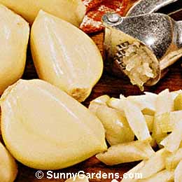 Allium ampeloprasum, Elephant Garlic