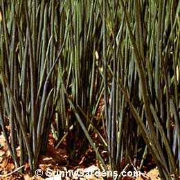 Allium cepa, Onion