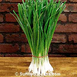 Allium cepa green onion, Bunching Onion, Scallions