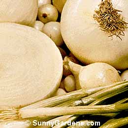 Allium cepa onion, Onion Family