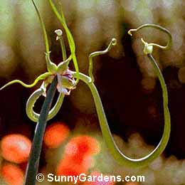 Allium cepa proliferum, Egyptian Onion, Shallot, Tree Onion