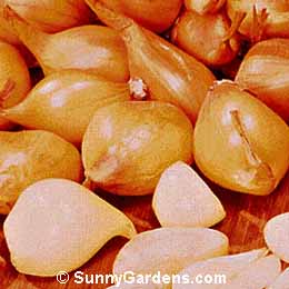Allium cepa shallots, Onion Family