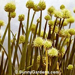Allium fistulosum, Welsh Onion, Scallion, Spring Onion