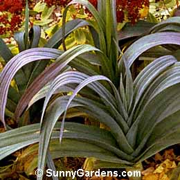 Allium porrum, Leek