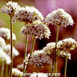 Allium ramosum, Fragrant-Flowered Garlic