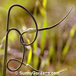 Allium sativum ophioscorodon, Serpent Garlic, Rocambole