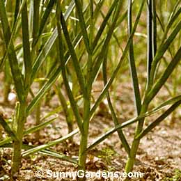 Allium sativum sativum, Garlic