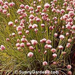 Allium schoenoprasum, Chives