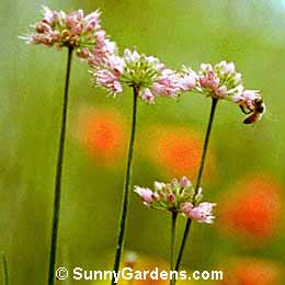 Allium senescens montanum, German Garlic