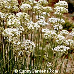 Allium tuberosum, Chinese Chives, Garlic Chives, Oriental Garlic