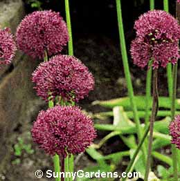 Allium aflatunense, Ornamental Onion